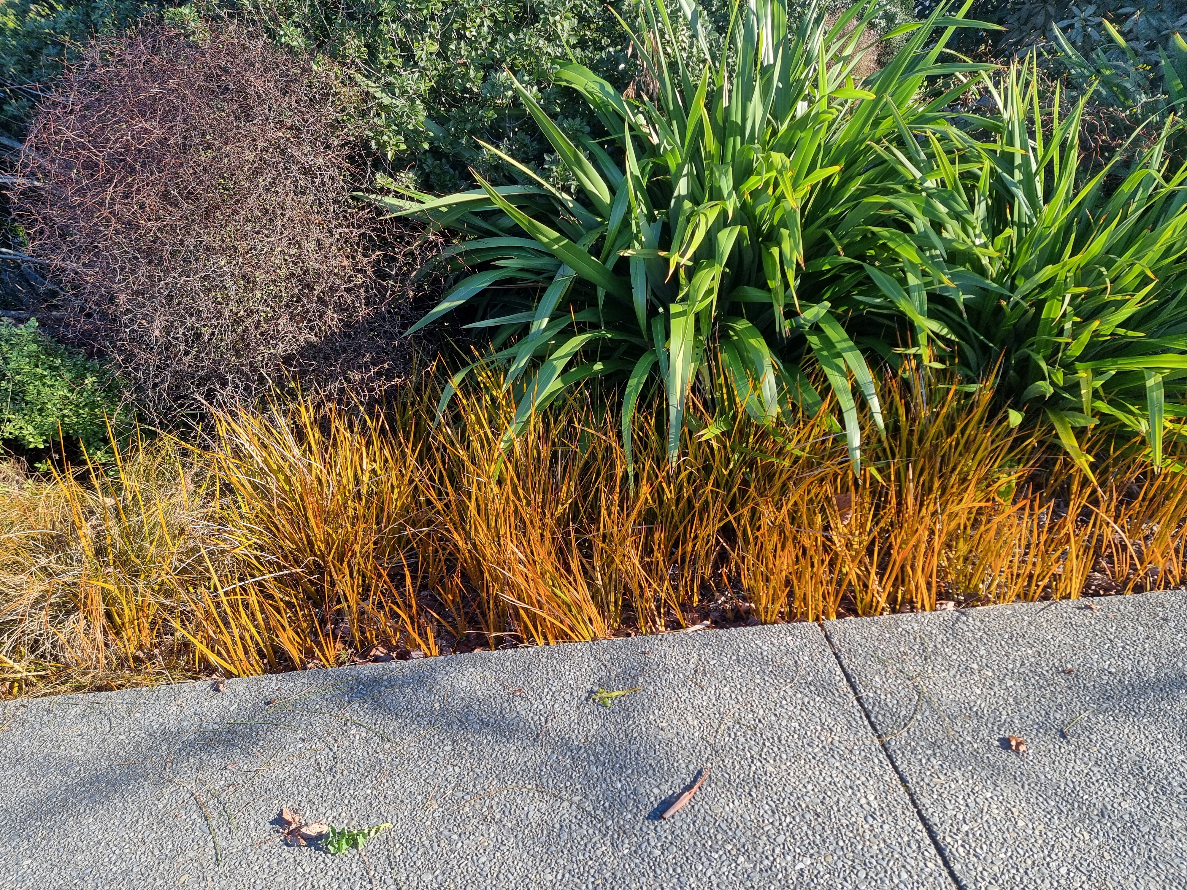 Garden maintenance Prebbleton native planting