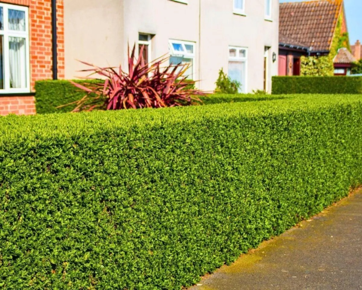 Hedge trimming and shaping in Lincoln and Rolleston