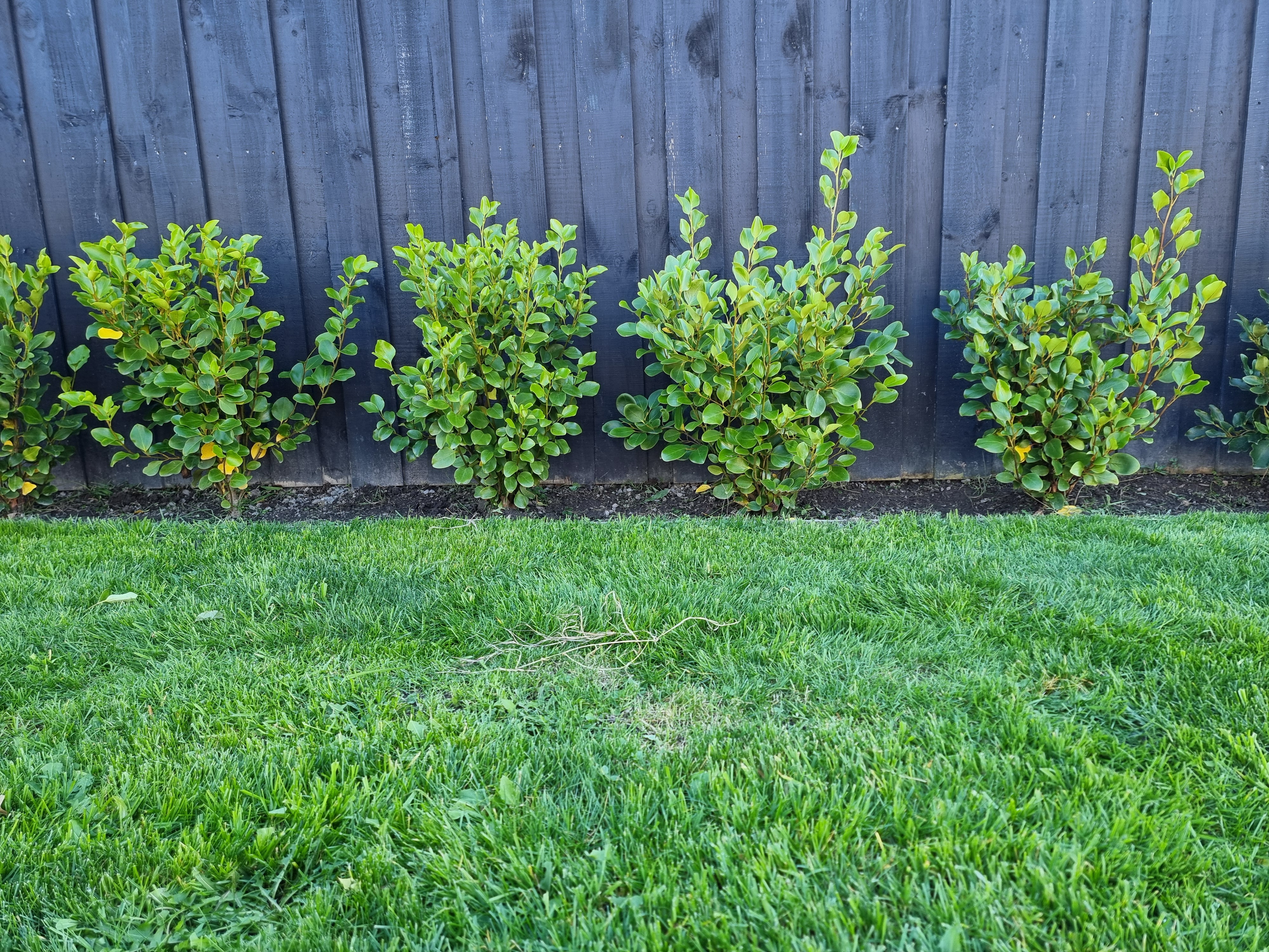 Fresh lawn mowing and garden maintenance Lincoln